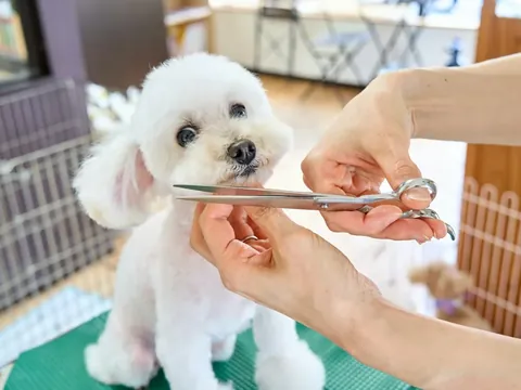 Hands trimming a small white dog with scissors.